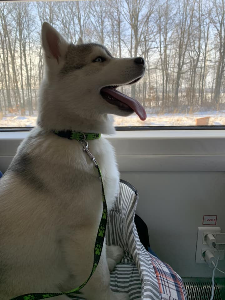 УЗ зробить подорожі з тваринами зручнішими: як і коли зміняться правила перевезення собак